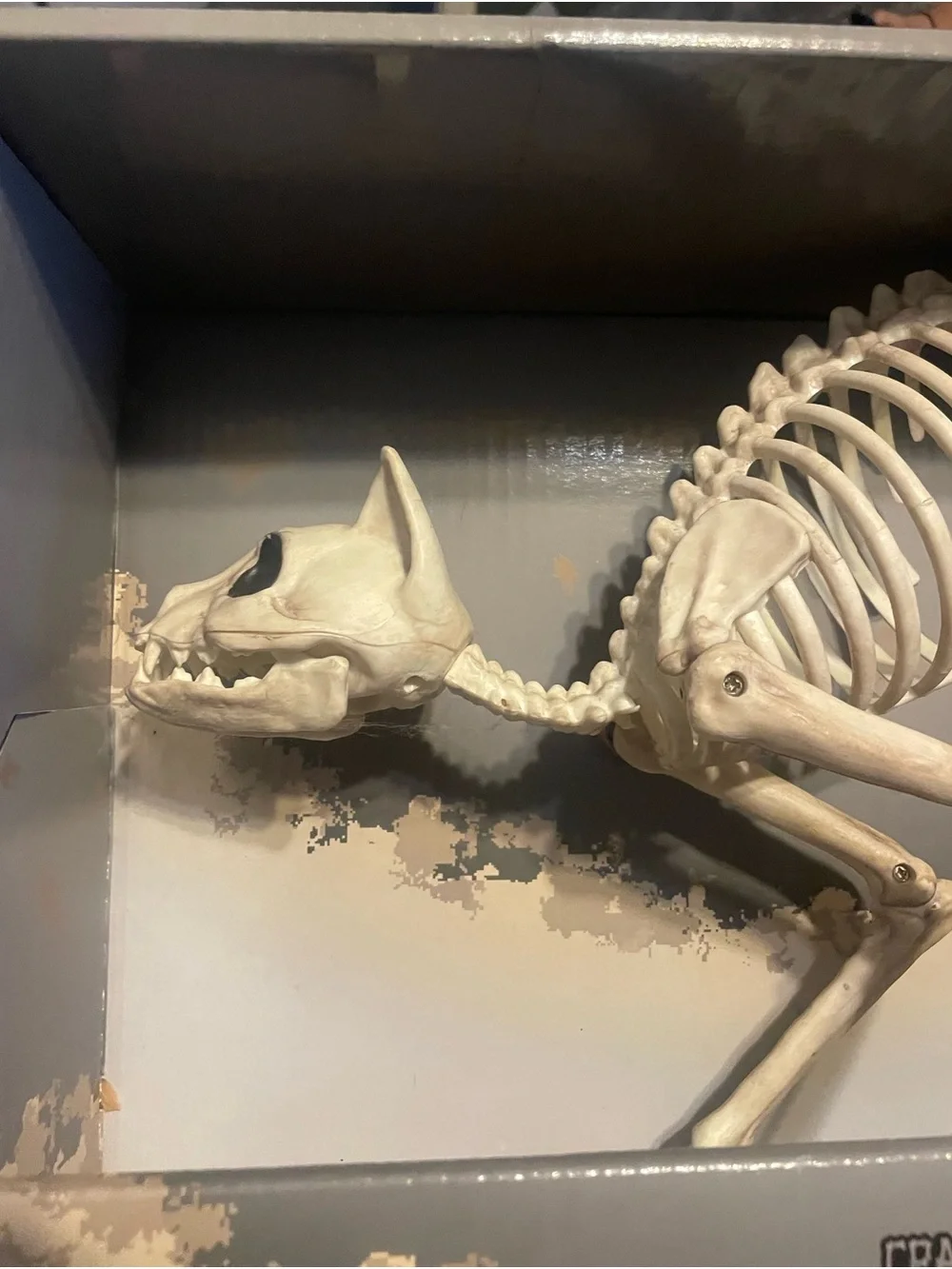 Kitty Bonez Skeleton Cat Halloweem skulls New